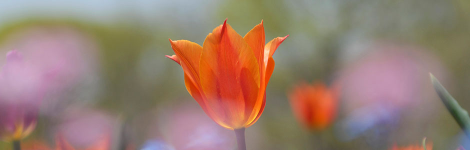 Gros plan d'une tulipe orange éclatante en pleine floraison sur un fond doux aux tons roses et verts floutés, ambiance chaleureuse et lumineuse.