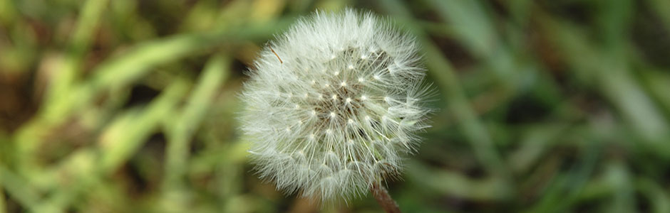 Gros plan d'une fleur de pissenlit en graines sur fond d'herbe verte floutée, ambiance douce et délicate en tons blancs et verts